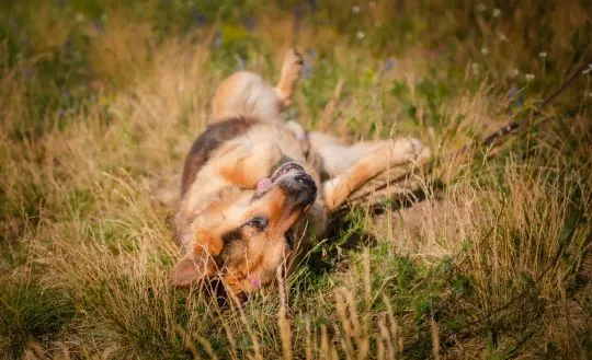 Flapy - niekonfliktowy, łagodny owczarek do adopcji!  Dostojny, piękny Pan owczarek Flapy. PZrównoważony, cudowny. Zero agresji, nie wchodzi w konflikty z innymi, , Katowice