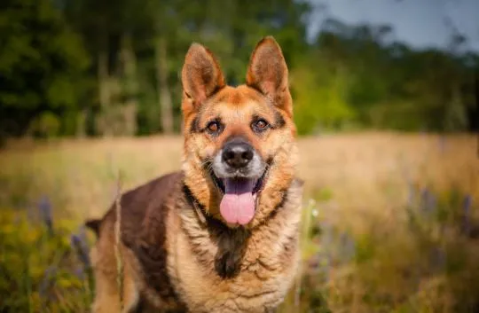 Flapy - niekonfliktowy, łagodny owczarek do adopcji!  Dostojny, piękny Pan owczarek Flapy. PZrównoważony, cudowny. Zero agresji, nie wchodzi w konflikty z innymi, , Katowice