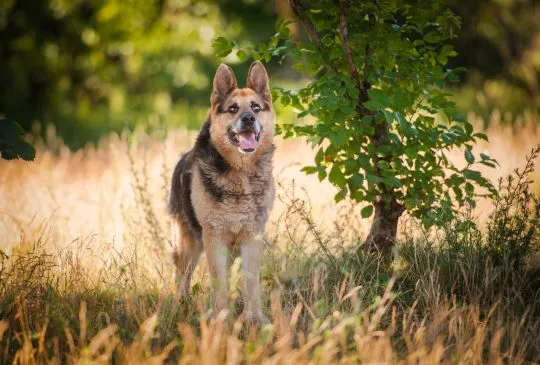 Flapy - niekonfliktowy, łagodny owczarek do adopcji!  Dostojny, piękny Pan owczarek Flapy. PZrównoważony, cudowny. Zero agresji, nie wchodzi w konflikty z innymi, , Katowice