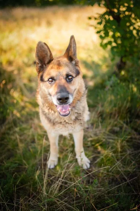 Flapy - niekonfliktowy, łagodny owczarek do adopcji! Dostojny, piękny Pan owczarek Flapy. PZrównoważony, cudowny. Zero agresji, nie wchodzi w konflikty z innymi, , Katowice