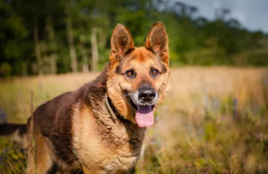 Flapy - niekonfliktowy, łagodny owczarek do adopcji!  Dostojny, piękny Pan owczarek Flapy. PZrównoważony, cudowny. Zero agresji, nie wchodzi w konflikty z innymi, , Katowice