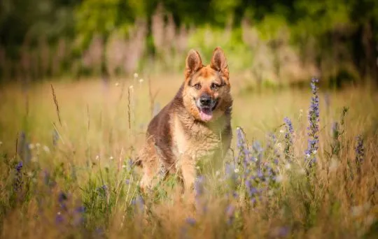 Flapy - niekonfliktowy, łagodny owczarek do adopcji!  Dostojny, piękny Pan owczarek Flapy. PZrównoważony, cudowny. Zero agresji, nie wchodzi w konflikty z innymi, , Katowice
