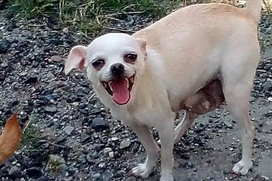 Chihuahua szczeniaki, Opolskie, Jasienica Dolna