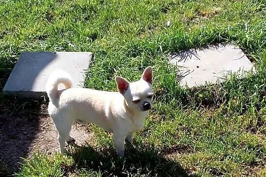 Chihuahua szczeniaki, Opolskie, Jasienica Dolna