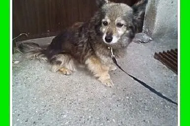 4,5 kgmała,spokojna suczka dla domatora,TULA.Adopcja,  mazowieckie Warszawa