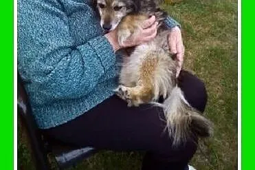 4,5 kgmała,spokojna suczka dla domatora,TULA.Adopc