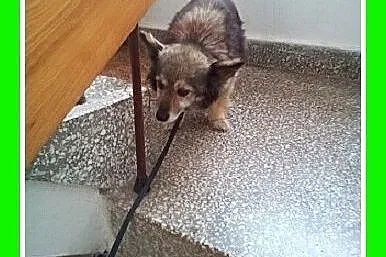 4,5 kgmała,spokojna suczka dla domatora,TULA.Adopc