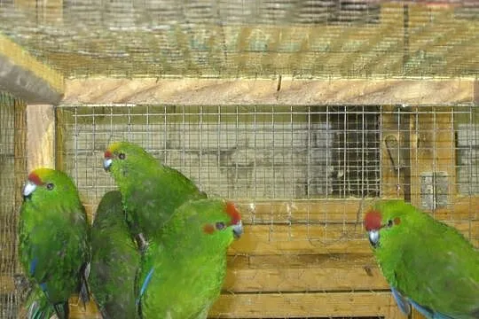 Papugi Modrolotki - Kozie, Luboń