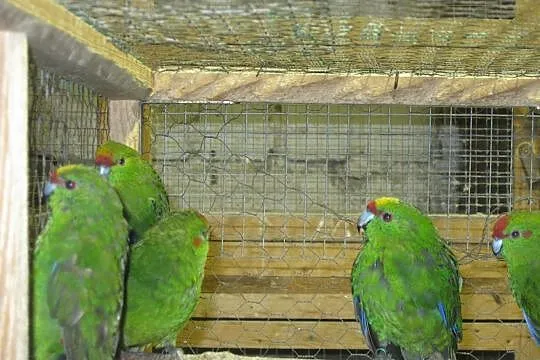 Papugi Modrolotki - Kozie, Luboń