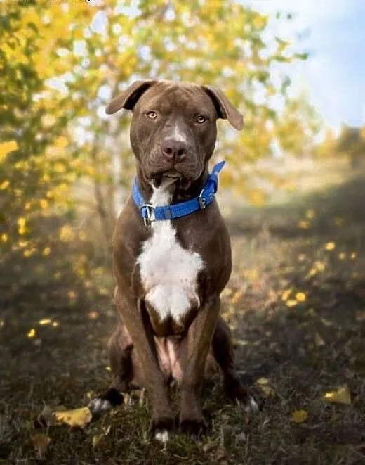 11 miesięczna pitbullka Ara szuka domu, Amstaff c