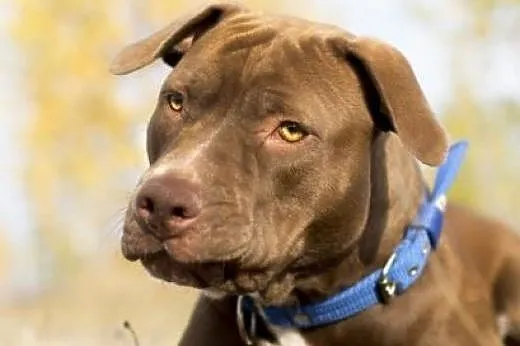 11 miesięczna pitbullka Ara szuka domu,  Amstaff c