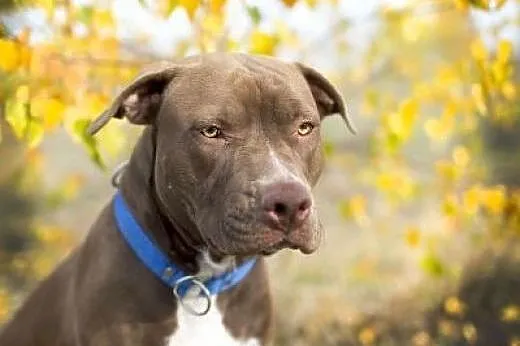 11 miesięczna pitbullka Ara szuka domu,  Amstaff c