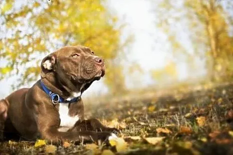 11 miesięczna pitbullka Ara szuka domu,  Amstaff c