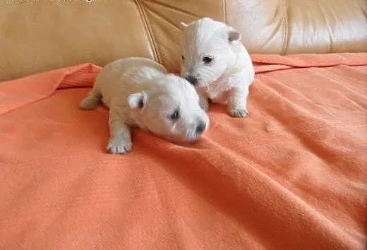 West Highland white Terrier, mazowieckie Radom