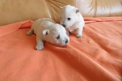 West Highland white Terrier, mazowieckie Radom