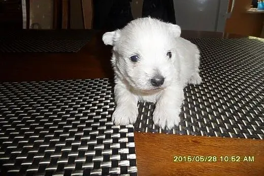 West Highland white Terrier,  mazowieckie Radom