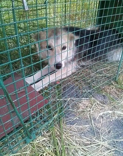 Zara szuka dobrego domu!, wielkopolskie Jarocin