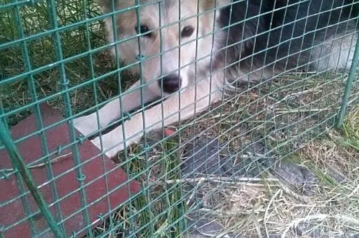 Zara szuka dobrego domu!,  wielkopolskie Jarocin