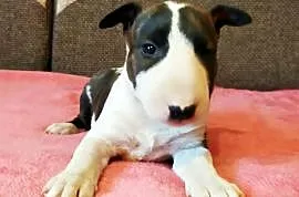 BULTERIER BULL TERRIER Bullterier prawdziwy rodowód ZKwP FCI