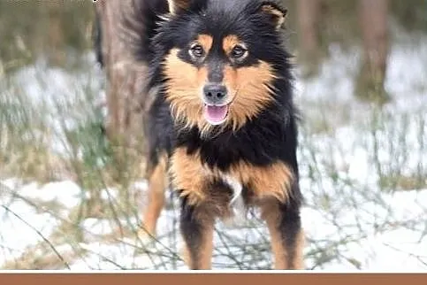 ZEFIR-11kg,łagodny,energiczny,wesoły młody piesek średni.ADOPCJA,  małopolskie Kraków