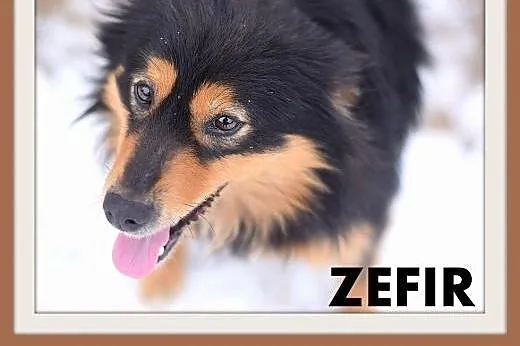 ZEFIR-11kg,łagodny,energiczny,wesoły młody piesek 