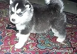 Słodkie szczeniaki Siberian Husky do adopcji;*