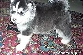 Słodkie szczeniaki Siberian Husky do adopcji;*