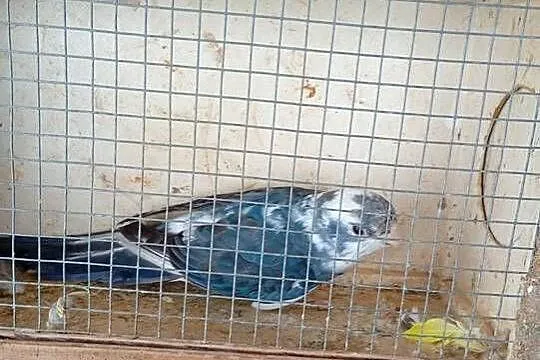 Rozele królewskie, Łódzkie, Zduńska Wola