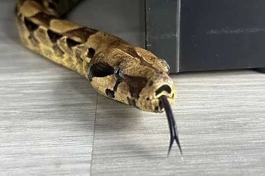 Boa Imperator Normal (Albino Kahl)