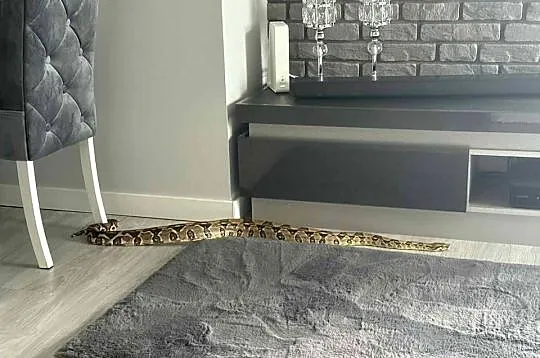Boa Imperator Normal (Albino Kahl), Kujawsko-pomorskie, Bydgoszcz
