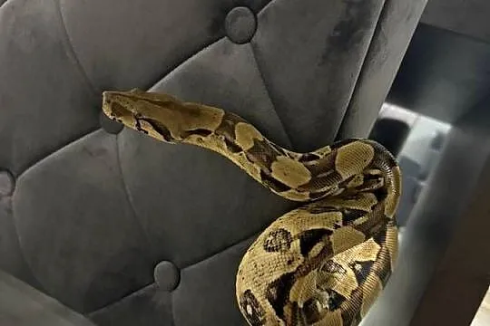 Boa Imperator Normal (Albino Kahl), Kujawsko-pomorskie, Bydgoszcz