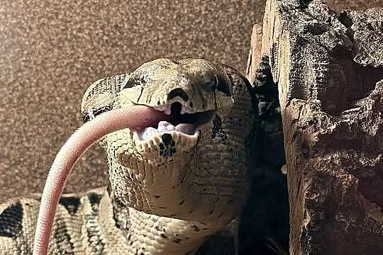 Boa Imperator Normal (Albino Kahl), Kujawsko-pomorskie, Bydgoszcz