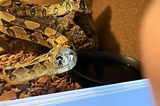 Boa Imperator Normal (Albino Kahl), Kujawsko-pomorskie, Bydgoszcz