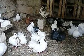 Gołębie