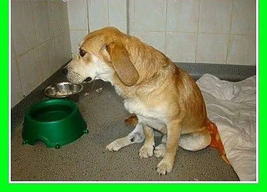Beagle,przyjazny,towarzyski piesek BIGLUŚ.Adopcja,