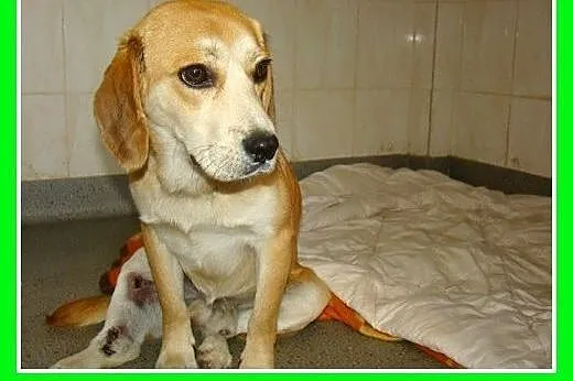Beagle,przyjazny,towarzyski piesek BIGLUŚ.Adopcja,
