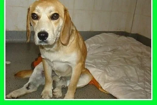 Beagle,przyjazny,towarzyski piesek BIGLUŚ.Adopcja,