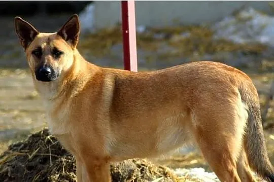 Hania - urocza sunia, szuka dobrego człowieka.