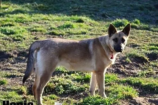 Hania - urocza sunia, szuka dobrego człowieka.
