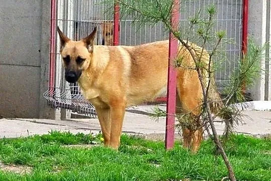 Hania - urocza sunia, szuka dobrego człowieka.