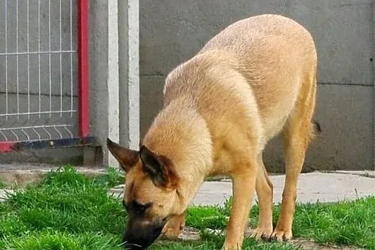 Hania - urocza sunia, szuka dobrego człowieka.