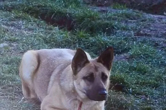 Hania - urocza sunia, szuka dobrego człowieka.