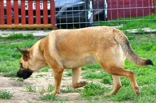 Hania - urocza sunia, szuka dobrego człowieka.