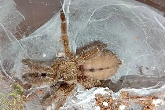 Ptasznik psalmopoeus cambridgei około 2 dc