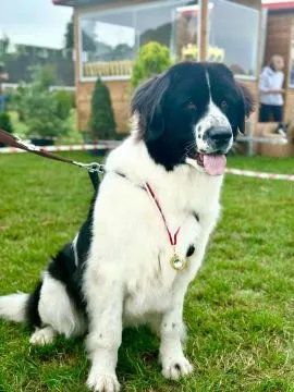 Landseer, Zapowiedź miotu, szczeniak, pies, suka, ZKwP/FCI,, , Chociszew
