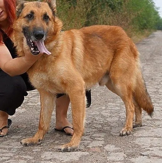 Diego - piękny,duży przyjacielski owczarek, Kunde