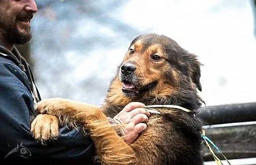 BROOKLYN - piękny, wierny, silny - adoptuj, lubel