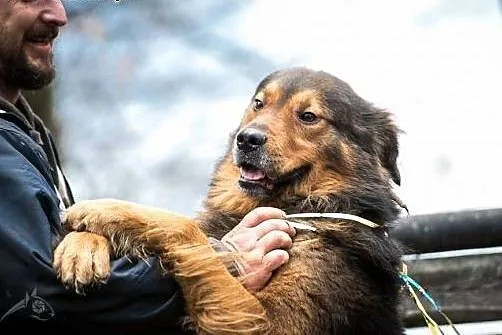 BROOKLYN - piękny, wierny, silny - adoptuj,  lubel