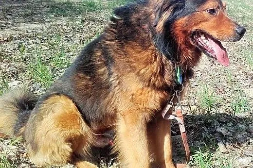 BROOKLYN - piękny, wierny, silny - adoptuj,  lubel