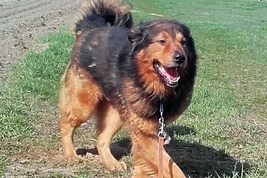 BROOKLYN - piękny, wierny, silny - adoptuj,  lubel